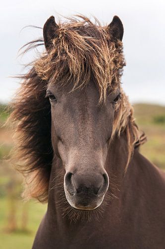 Vent dans la crinière, Portrait Cheval islandais sur Iris van Velzen
