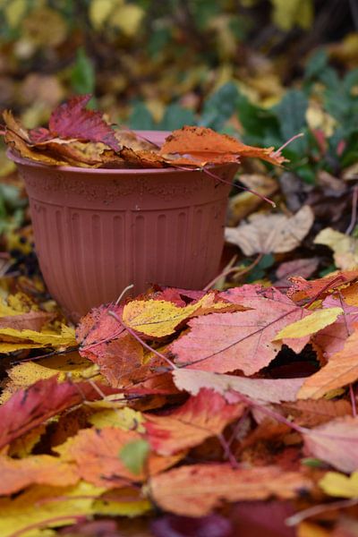 Autumn leaves in the garden by Claude Laprise