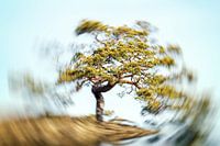 Baum mit Strahlungskraft im Wirbel