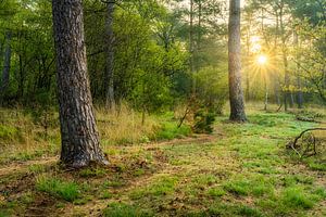 Lever de soleil dans la forêt de Rhenen