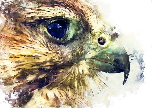 Torenvalk vogel aquarel kunst #torenvalk
