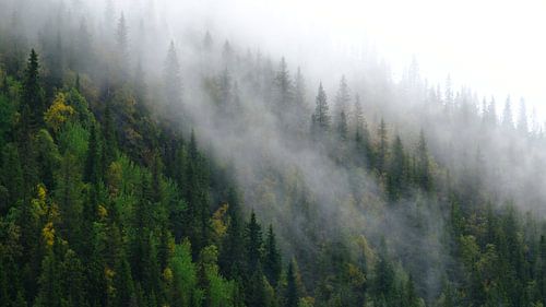 Pine in veil by Sabrina de Vries