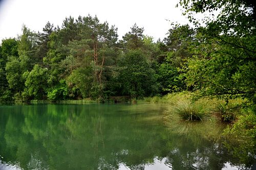 meertje in het dwingelerveld