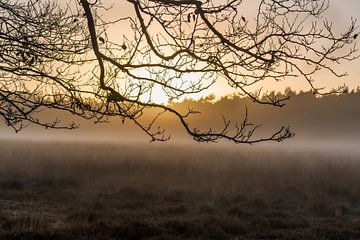 Avondrood in het bos von Cilia Brandts