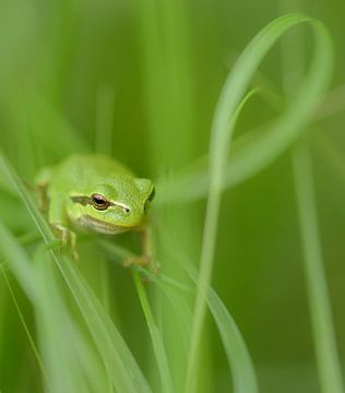 Treefrog von Ed van Loon