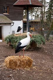Two storks are standing in their nests by creativcontent