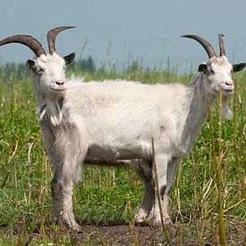 Goat, Country goat. Goat with the two heads by Loek Lobel