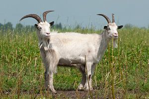 Ziege, Landziege. Ziege mit den zwei Köpfen