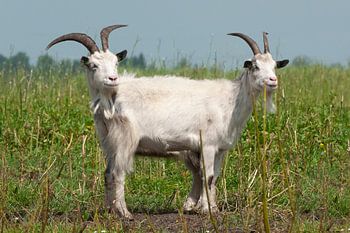 Goat, Country goat. Goat with the two heads