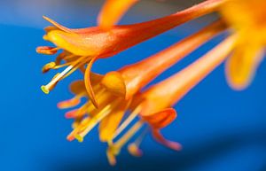 Oranje bloemen op blauwe achtergrond van Maerten Prins