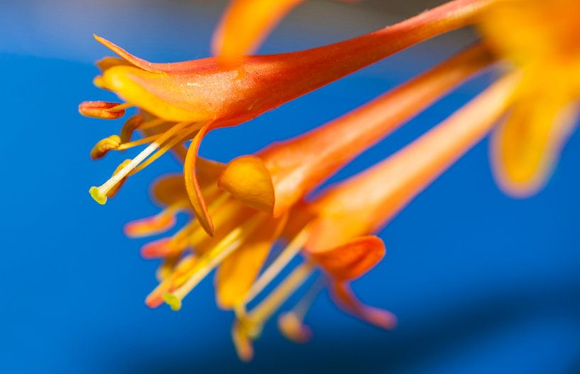 Orangefarbene Blumen auf blauem Hintergrund von Maerten Prins