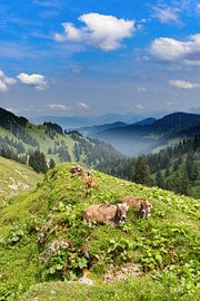 Kühe im Allgäu von Dirk Rüter