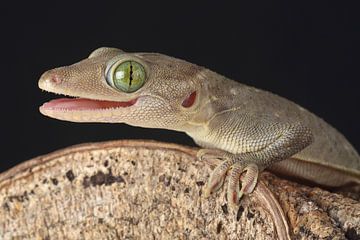 Smith's Green-eyed Gecko (Gekko smithii) by Ronald Pol