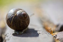 Schnecke von Desirée de Beer