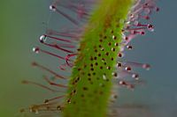 tentakels vleestende plant