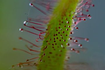 tentakels vleestende plant van eric brouwer