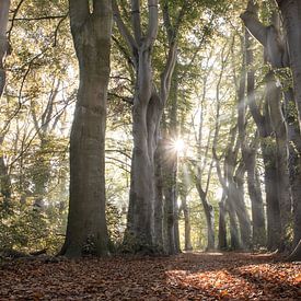 Ancient Beech Trees in Autumn, Belgium by Imladris Images
