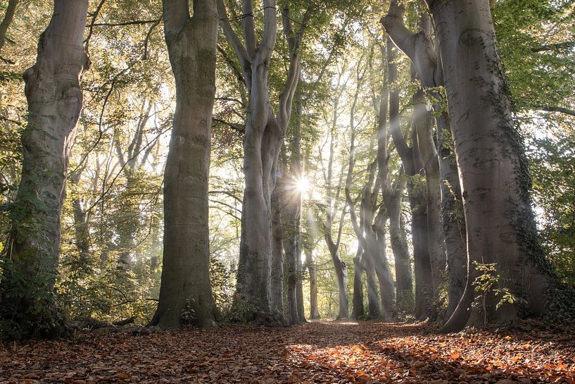 Ancient Beech Trees in Autumn, Belgium by Imladris Images