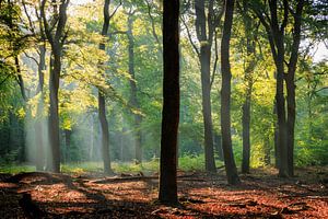 Forêt de hêtres en été sur la crête de la colline d'Utrecht