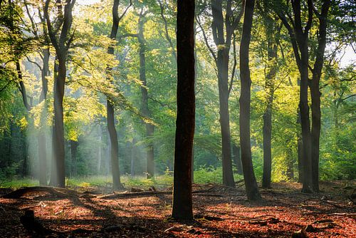 Forêt de hêtres en été sur la crête de la colline d'Utrecht