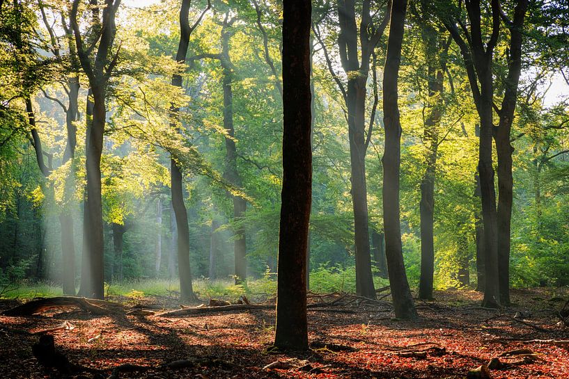 Beech forest in summer on the Utrecht Hill Ridge by Sjaak den Breeje