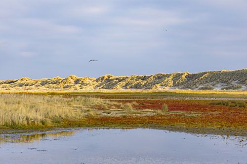 Avondgloed boven de duinen van Ameland