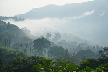 Morning glory Mysterious mountains Munnar India