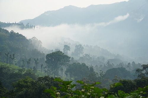 Morgenlatte Mysteriöse Berge Munnar Indien