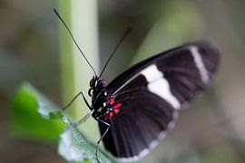 Heliconius sara by Sandra Groenescheij