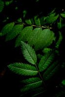 Groen licht - Botanisch interieur