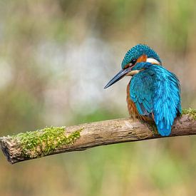 Isvogel aan de waterkant van Harry Punter