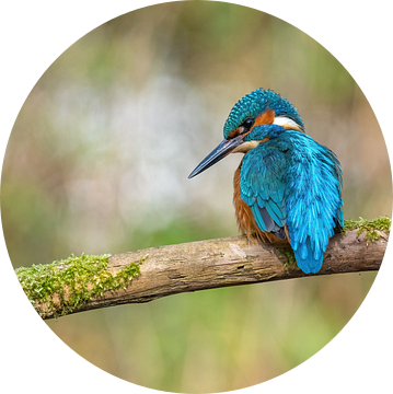 Isvogel aan de waterkant