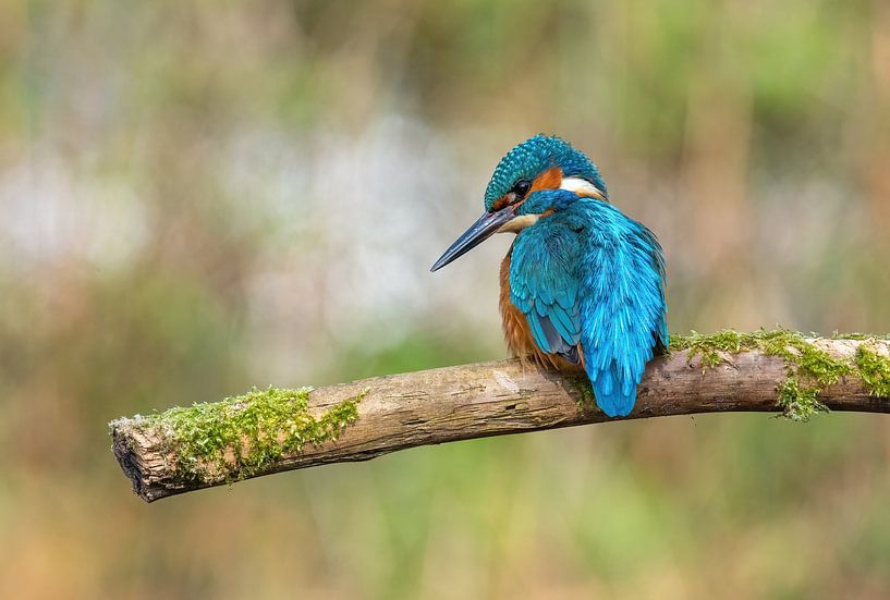 Eisvogel am Wasser von Harry Punter