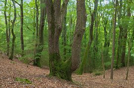 Julsø - Ry - Dänemark von Marcel Kerdijk