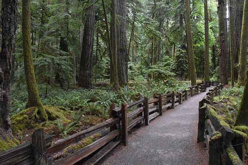 A park trail in summer