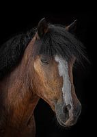 Portrait d'art d'un poney