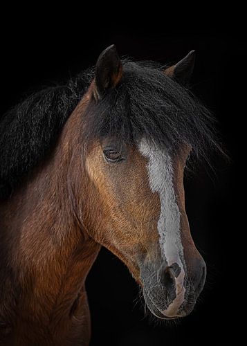 Fine Art portrait van een pony