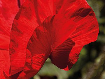 Flamenco Poppy 03 | Picture van Yvonne Warmerdam