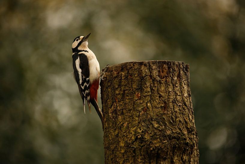 Great spotted woodpecker by Jeen Arendz