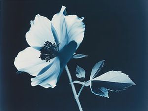 Vieille photo de fleur sur fond bleu-noir - Une ode artistique à la photographie américaine