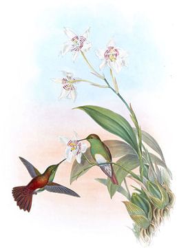 Wilson's Erythronote, John Gould van Hummingbirds