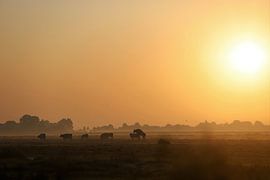 Fucking cows at sunrise by Remco Gerritsen