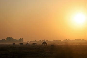 Neukende koeien bij zonsopkomst van Remco Gerritsen