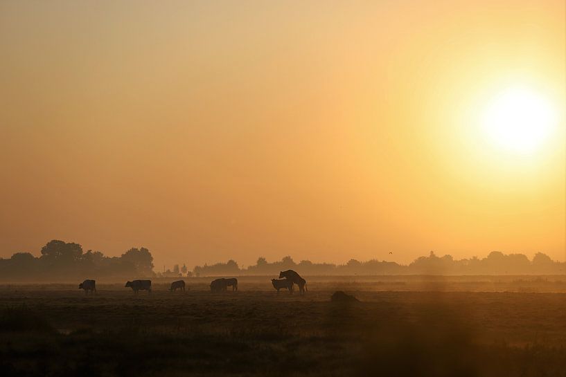 Baiser des vaches au lever du soleil par Remco Gerritsen