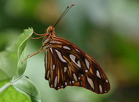 Passionsblumenschmetterling von Erik Buitenhuis