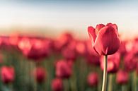 Bloeiende rode tulpen in een veld tijdens zonsondergang van Sjoerd van der Wal thumbnail