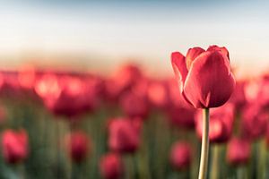 Blühenden roten Tulpen während des Sonnenuntergangs in Holland