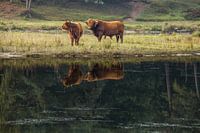  buffels weerspiegeling