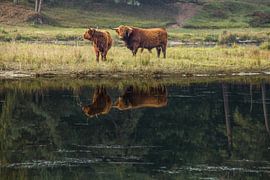  buffels weerspiegeling by marco voorwinden