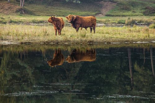 buffels weerspiegeling